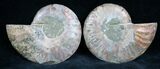 Cut and Polished Ammonite Pair #7327-1